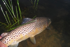 Another-beautiful-brownie-being-released-by-Gordon-Spiers